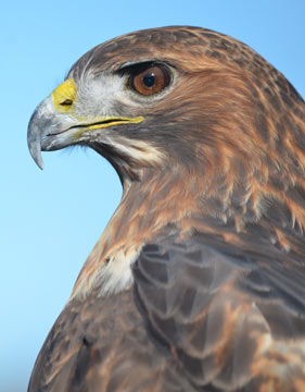 Red Tailed Hawk